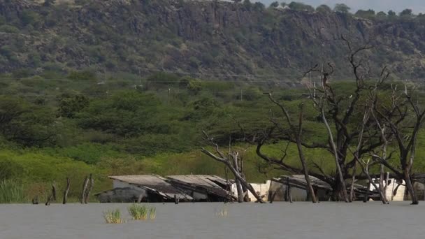 Paisagem Lago Baringo Mostrando Águas Subindo Com Árvores Mortas Casas — Vídeo de Stock