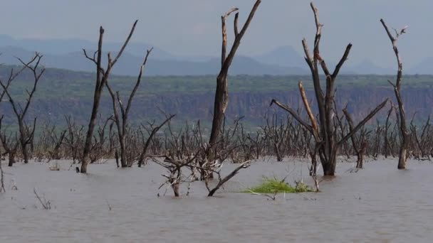 Baringo Lake Landskap Visar Uppkomsten Vatten Med Döda Träd Kenya — Stockvideo