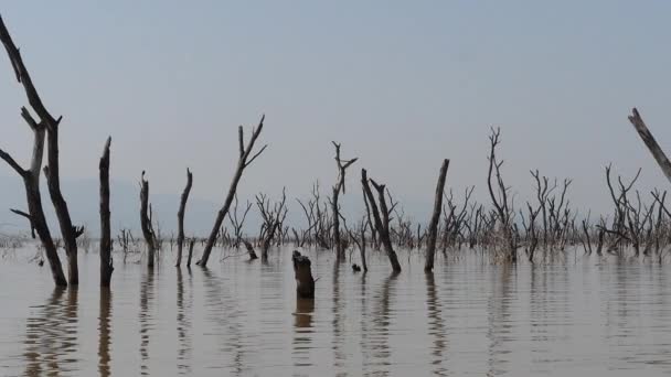 Krajobraz Jeziora Baringo Pokazywanie Powstania Wód Martwymi Drzewami Kenia Spowolnienie — Wideo stockowe