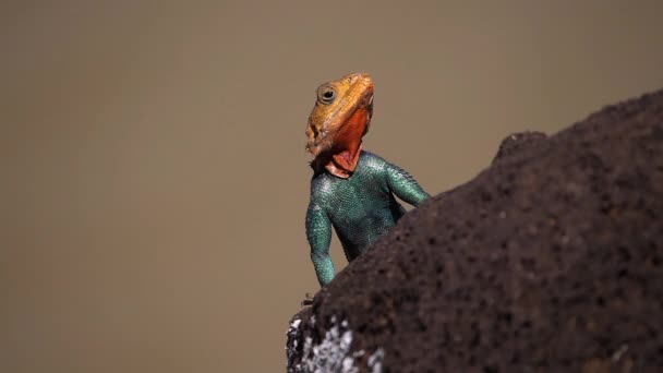 红头发岩石Agama Agama Agama Male Standing Rock Baringo Lake Kenya Slow — 图库视频影像