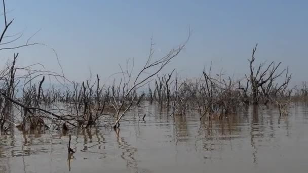 Paisaje Del Lago Baringo Mostrando Ascenso Las Aguas Con Árboles — Vídeos de Stock