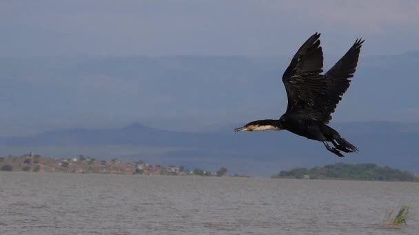 Weißbrustkormoran Phalacrocorax Carbo Lucidus Ausgewachsener Kormoran Flug Baringosee Kenia Zeitlupe — Stockvideo