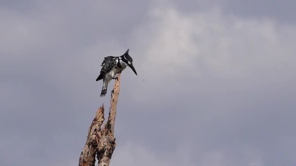 Pied Kingfisher Ceryle Rudis Volwassene Staat Een Dode Boom Lake — Stockvideo