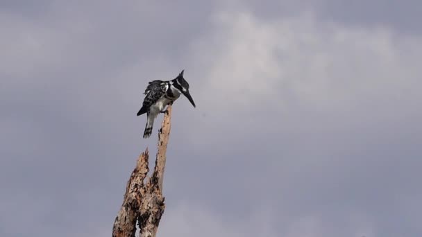 Pied Kingfisher Ceryle Rudis Dorosły Stojący Martwym Drzewie Jezioro Baringo — Wideo stockowe