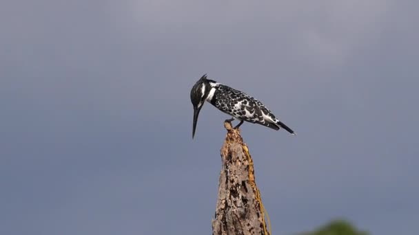 Pied Kingfisher Ceryle Rudis Adulto Pie Sobre Árbol Muerto Lago — Vídeo de stock