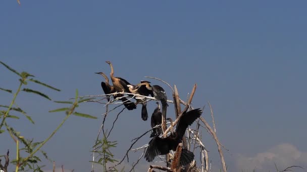 Heronry African Darter Anhinga Rufa Adult Taking Flight Baringo Lake — 비디오
