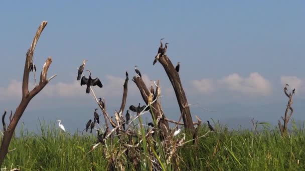 Reiher Mit Afrikanischem Darter Anhinga Rufa Baringosee Kenia Zeitlupe — Stockvideo