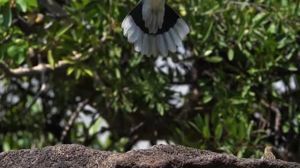 非洲哀鸣的鸽子 在飞行中 肯尼亚的巴林戈湖 慢动作 — 图库视频影像