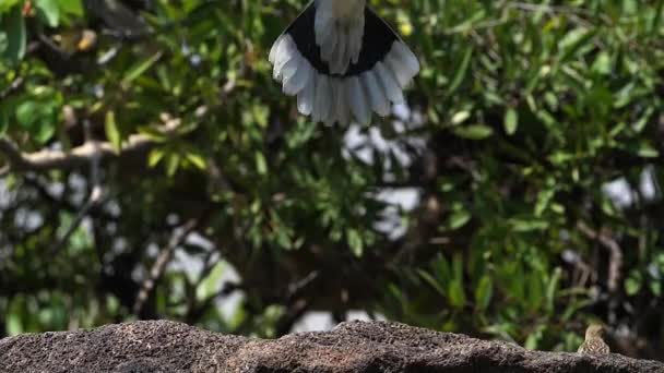 Afrikaanse Rouwduif Streptopelia Decipiens Volwassene Vlucht Baringomeer Kenia Slow Motion — Stockvideo