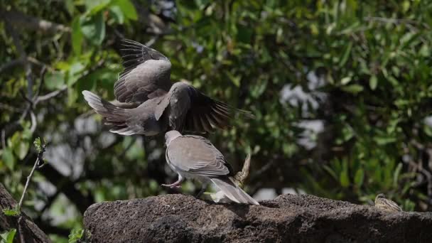 Afrikaanse Rouwduif Streptopelia Decipiens Volwassenen Vlucht Baringomeer Kenia Slow Motion — Stockvideo