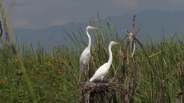 大白鹭 雀巢对等 肯尼亚的巴林戈湖 慢镜头 — 图库视频影像