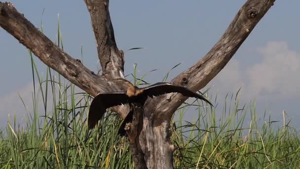 Heronry Med African Darter Anhinga Rufa Vuxen Lyfter Flykt Baringo — Stockvideo