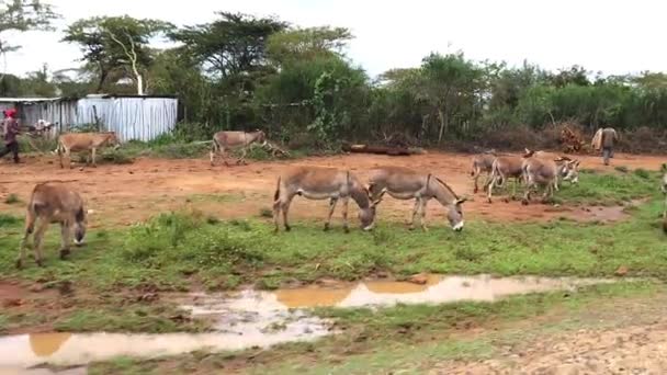 Dorp Weg Van Nairobi Naar Tsavo Park Herd Donkeys Kenia — Stockvideo