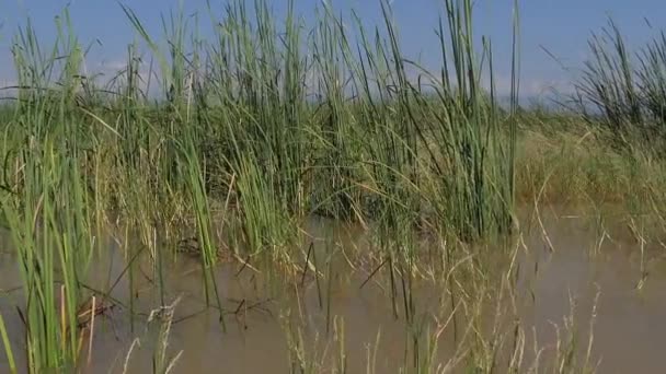 Baringo Seenlandschaft Kenia Zeitlupe — Stockvideo