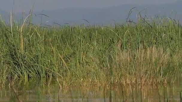 Paisaje Del Lago Baringo Kenia Cámara Lenta — Vídeo de stock