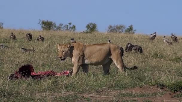 Afrikanskt Lejon Panthera Leo Kvinna Med Döda Kulturer Masai Mara — Stockvideo