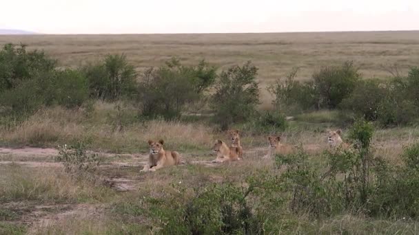 León Africano Panthera Leo Grupo Savannah Masai Mara Park Kenia — Vídeos de Stock