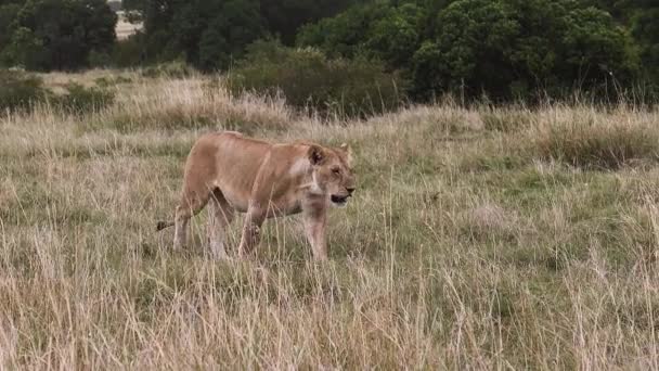 African Lion Panthera Leo Female Walking Trhough Savannah Masai Mara — стокове відео