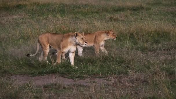 African Lion Panthera Leo Females Walking Trhough Savannah Masai Mara — стокове відео