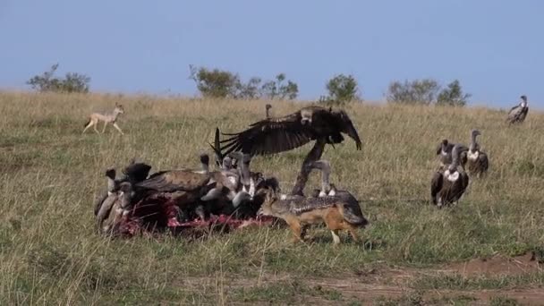 非洲白嘴秃鹫 非洲鳄鱼 Ruppell秃鹫 红嘴狼 黑背狼 斑点鬣狗 在Carcass上吃饭的群体 肯尼亚的Masai Mara公园 慢动作 — 图库视频影像