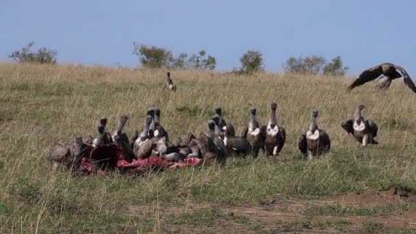 Buitre Respaldado Por Blancos Africanos Gyps Africanus Buitre Ruppell Gyps — Vídeo de stock