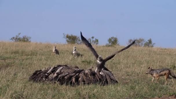 African White Backed Vulture Gyps Africanus Ruppell Vulture Gyps Rueppelli — Stock Video