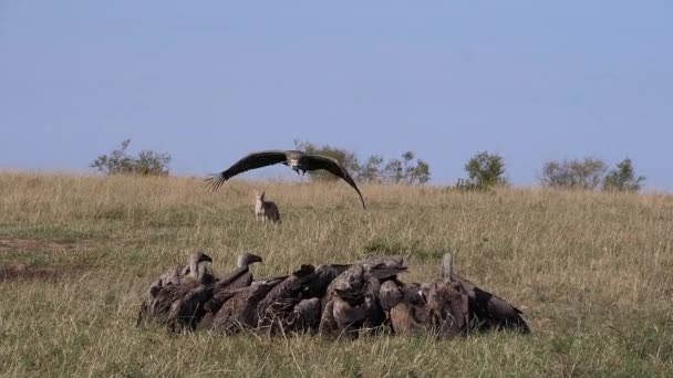 非洲白嘴秃鹫 非洲鳄鱼 Ruppell Vulture Gyps Rueppelli Black Backed Jackal Group — 图库视频影像