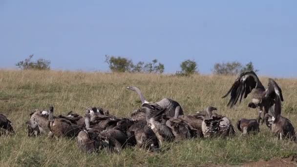 非洲白麻袋秃鹫 非洲金丝雀 Ruppell秃鹫 金丝雀 Carcass上的群食 肯尼亚的Masai Mara公园 慢动作 — 图库视频影像