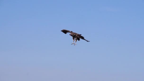 非洲白嘴秃鹫 非洲头鸭 Ruppell秃鹫 非洲头鸭 非洲头鸭 Lappet面秃鹫或努比亚头秃鹫飞行中 在Carcass 肯尼亚Masai Mara公园的群食 慢动作 — 图库视频影像