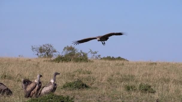 Buitre Respaldado Blanco Africano Gyps Africanus Buitre Ruppell Gyps Rueppelli — Vídeo de stock