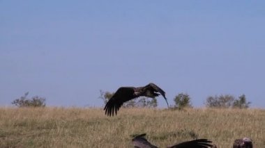 Lappet suratlı akbaba ya da Nübyeli akbaba, torgos Tracheliotus, uçmakta olan yetişkin, Kenya 'daki Masai Mara Park, yavaş çekim.