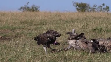 Afrika akbabaları, Afrika akbabaları, çingeneler, Ruppell 's Vulture, gyps rueppelli, Lappet suratlı akbaba ya da Nubiyalı akbaba, torgo Tracheliotus, Kenya' daki Carcass, Masai Mara Park 'ta grup yemeği, yavaş çekim.