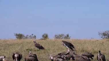 Afrika akbabaları, Afrika akbabaları, çingeneler, Ruppell 's Vulture, gyps rueppelli, Lappet suratlı akbaba veya Nubiyalı akbaba, torgo Tracheliotos, Kenya' daki Carcass, Masai Mara Park 'ta grup yemeği, yavaş çekim.