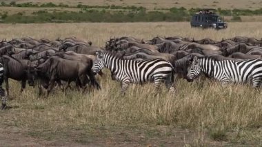 Grant 'in Zebra' sı, equus burchelli boehmi, Blue Antilop, connochaetes taurinus, Savannah, Turistler, Kenya 'daki Masai Mara Park, yavaş çekim.