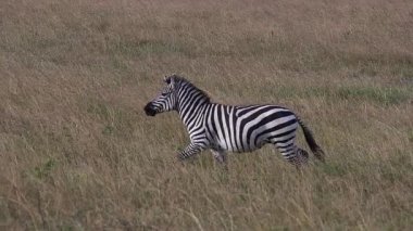 Grant 's Zebra, equus burchelli boehmi, Adult Savannah' da koşuyor, Masai Mara Park Kenya 'da, yavaş çekim.