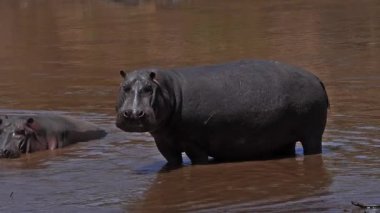 Hippopotamus, hippopotamus amphibius, Adult standing in River, Masai Mara park in Kenya, slow motion