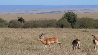Impala, aepyceros melampus, Male and Females, Masai Mara Park in Kenya, running, slow motion