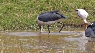 Marabou Stork, leptoptilos crumeniferus, Yellow-billed Stork, mycteria ibis, Group Fishing at the Water Hole, Masai Mara Park in Kenya, slow motion