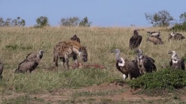 African White Backed Vulture, gyps africanus, Ruppell's Vulture, gyps rueppelli, Lappet-faced vulture or Nubian vulture, spotted Hyena, crocuta crocuta, Group eating on Carcass, Masai Mara Park in Kenya, slow motion