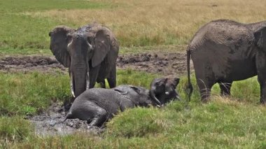 African Elephants, loxodonta africana, Group standing in Swamp, Calf, Having Bath, Masai Mara Park in Kenya, slow motion