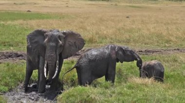 African Elephants, loxodonta africana, Group standing in Swamp, Calf, Having Bath, Masai Mara Park in Kenya, slow motion