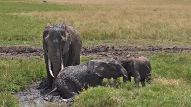 African Elephants, loxodonta africana, Group standing in Swamp, Calf, Having Bath, Masai Mara Park in Kenya, slow motion