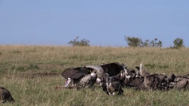 African White Backed Vulture Gyps Africanus Ruppell Vulture Gyps Rueppelli — Stock Video