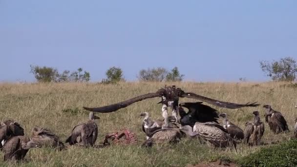 African White Backed Vulture Gyps Africanus Ruppell Vulture Gyps Rueppelli — Stock Video