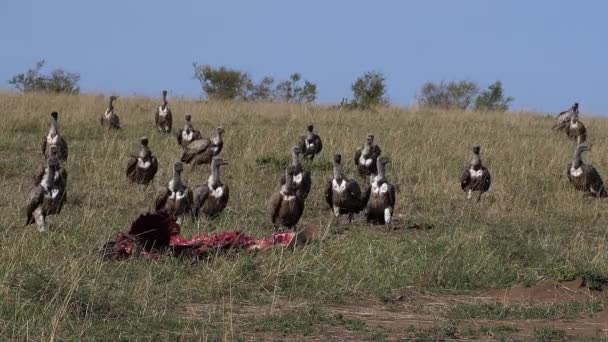 Africano Branco Apoiado Abutre Gyps Africanus Ruppell Vulture Gyps Rueppelli — Vídeo de Stock