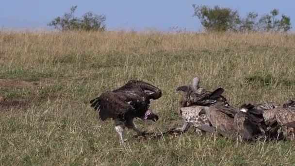 Afrika Akbabaları Afrika Akbabaları Çingeneler Ruppell Vulture Gyps Rueppelli Lappet — Stok video