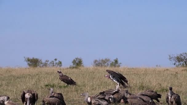 Avvoltoio Bianco Africano Gyps Africanus Avvoltoio Ruppell Gyps Rueppelli Avvoltoio — Video Stock