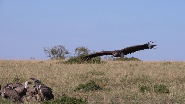 Afrikai Fehér Hátú Keselyű Gyps Africanus Ruppell Keselyű Gyps Rueppelli — Stock videók