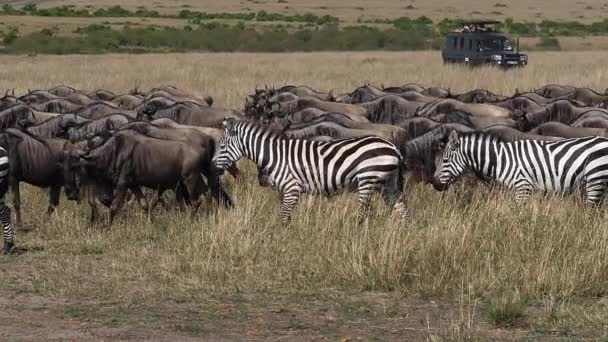 Grant Zebra Equus Burchelli Boehmi Blauwe Gnoes Connochaetes Taurinus Groep — Stockvideo