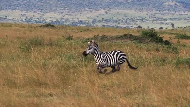 グラントのゼブラ エクウス ブルチェッリ ボエミ サバンナを走る大人 ケニアのマサイ マラ公園 スローモーション — ストック動画